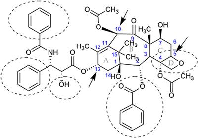 Taxol and β-tubulins from endophytic fungi isolated from the Himalayan Yew, Taxus wallichiana Zucc.